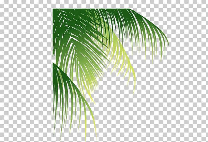 Leaf Arecaceae Euclidean Coconut PNG, Clipart, Album, Arecaceae, Arecales, Autumn Leaves, Banana Leaves Free PNG Download