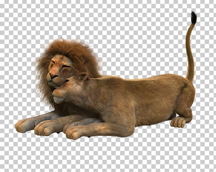 Lion PNG, Clipart, Animals, Big Cats, Carnivoran, Cat Like Mammal, Computer Icons Free PNG Download