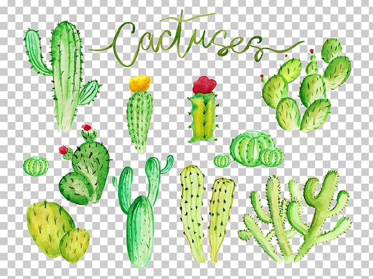 Cactaceae Watercolor Painting Stock Illustration Illustration PNG, Clipart, Botany, Cactus, Cactus Cartoon, Cactus Vector, Food Free PNG Download