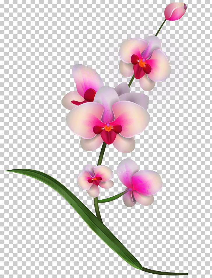 Lady's Slipper Orchids Flower PNG, Clipart, Blog, Blossom, Branch, Clip Art, Color Free PNG Download
