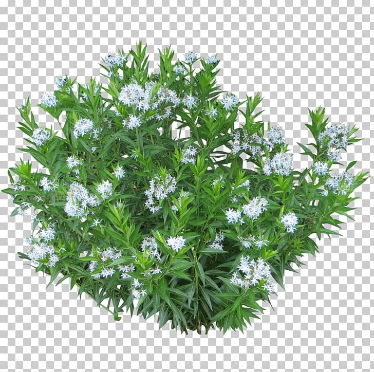 Shrub Plant Tree PNG, Clipart, Bridalwreaths, Bushes, Fern, Flower, Flowering Plant Free PNG Download