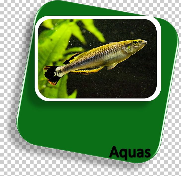 Zona Aquarium Bedotiidae Boeseman's Rainbowfish Lake Kutubu Rainbowfish PNG, Clipart,  Free PNG Download