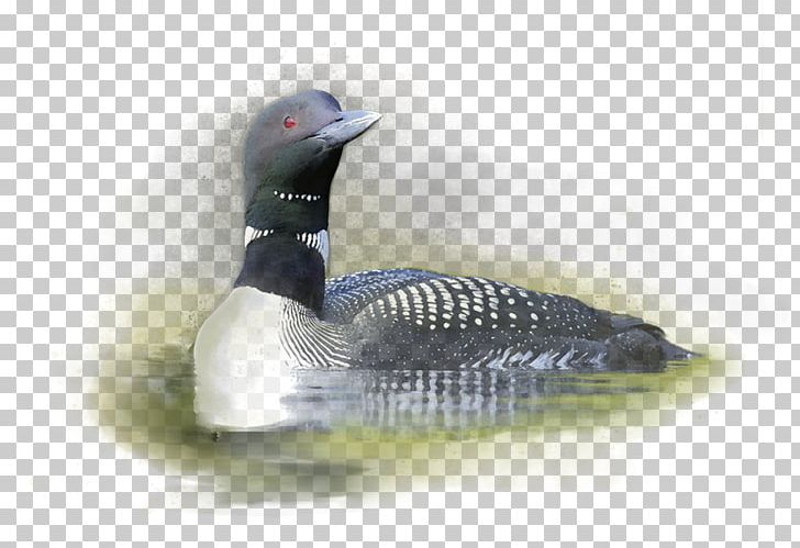 Duck Cider Loon Bird Goose PNG, Clipart, Animals, Apple, Beak, Beverage Can, Bird Free PNG Download