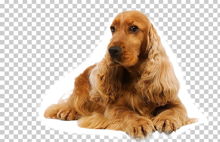 English Cocker Spaniel American Cocker Spaniel Sussex Spaniel Boykin Spaniel PNG, Clipart, American Cocker Spaniel, American Water Spaniel, Animals, Boykin Spaniel, Carnivoran Free PNG Download