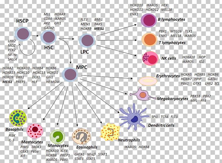 Hematopoietic Stem Cell Precursor Cell Haematopoiesis PNG, Clipart, Angle, Area, Blood Cell, Cd34, Cell Free PNG Download