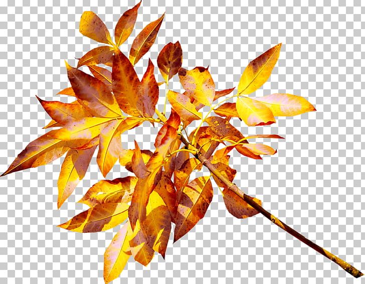 Leaf Yellow Gold PNG, Clipart, Abscission, Amber, Autumn, Autumn Leaves, Branch Free PNG Download