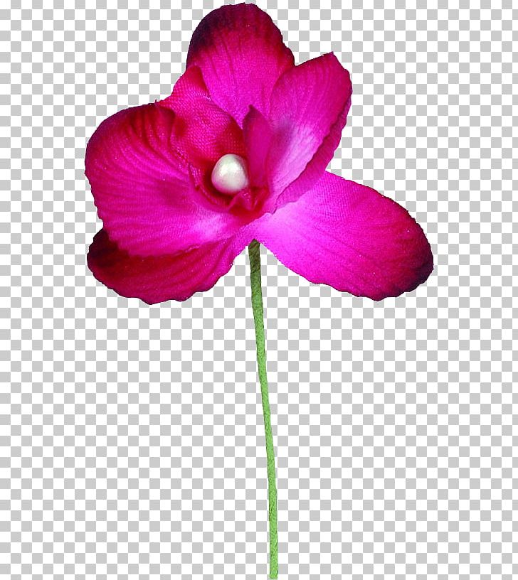 Plant Stem Flower Garden Roses Color Violet PNG, Clipart, Artificial Flower, Blue, Cher, Color, Cut Flowers Free PNG Download