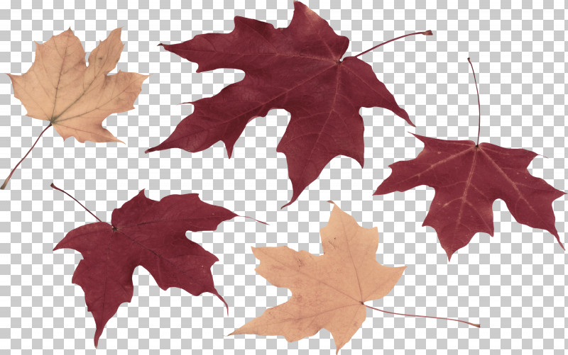 Maple Leaf PNG, Clipart, Black Maple, Deciduous, Flower, Grape Leaves, Ivy Free PNG Download