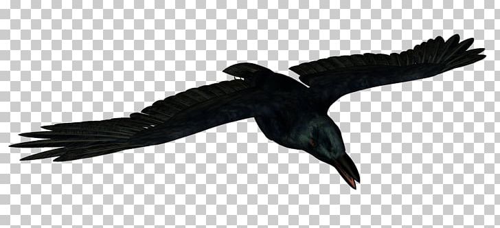 Bird Common Raven Animal Icon PNG, Clipart, Animal, Animals, Beak, Bird, Bird Of Prey Free PNG Download