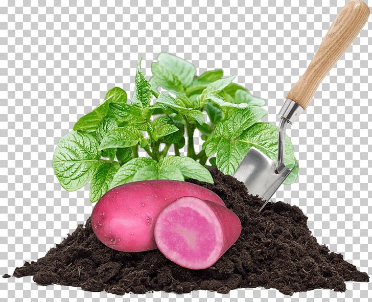 Compost Dandy's Topsoil Coal PNG, Clipart, Apples, Building Materials, Coal, Compost, Concrete Free PNG Download