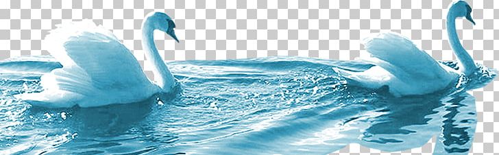 Cygnini Swimming Icon PNG, Clipart, Animals, Aqua, Black Swan, Blue, Boys Swimming Free PNG Download