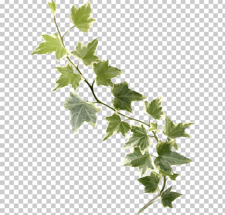 Twig Common Ivy Leaf Stock Photography PNG, Clipart, Banco De Imagens, Branch, Common Ivy, Depositphotos, English Free PNG Download