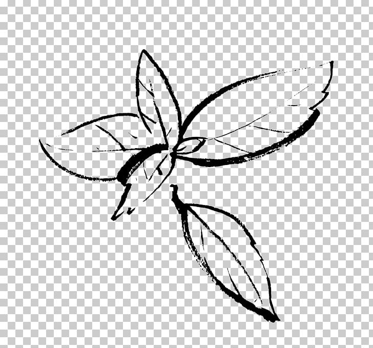 Drawing Insect Organic Beef Line Art PNG, Clipart, Animals, Area, Artwork, Basil, Black And White Free PNG Download