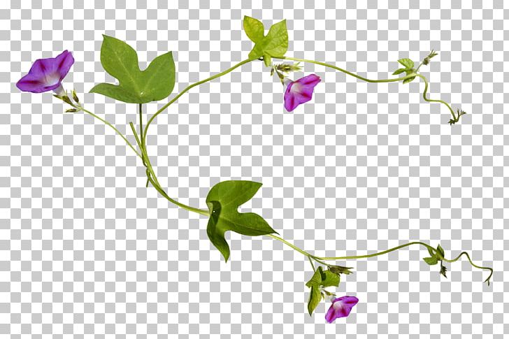 Flower PNG, Clipart, Branch, Depositfiles, Flora, Floral Design, Floral Formula Free PNG Download