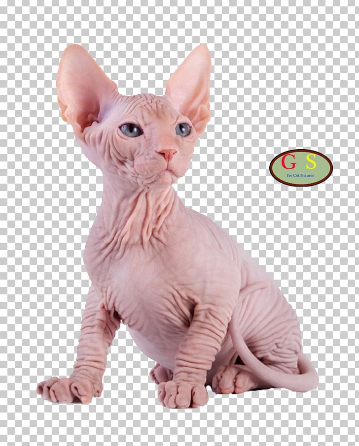 Sphynx Cat Kitten Maine Coon Photography Breed PNG, Clipart, Animals, Breed, Carnivoran, Cat, Cat Breed Free PNG Download