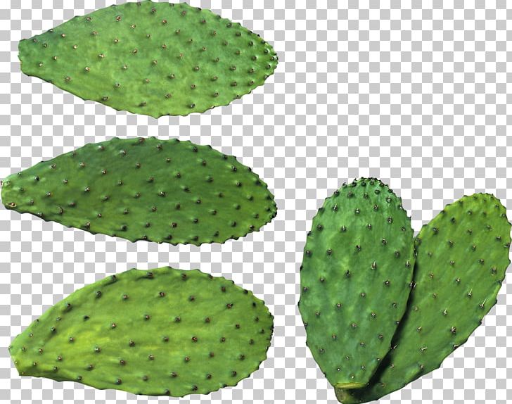Cactaceae PNG, Clipart, Barbary Fig, Biome, Cactaceae, Caryophyllales, Desktop Wallpaper Free PNG Download