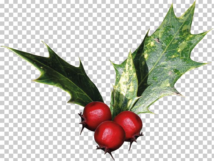 Common Holly Ilex Cornuta Christmas Plant PNG, Clipart, Aquifoliaceae, Aquifoliales, Auglis, Berry, Christmas Free PNG Download