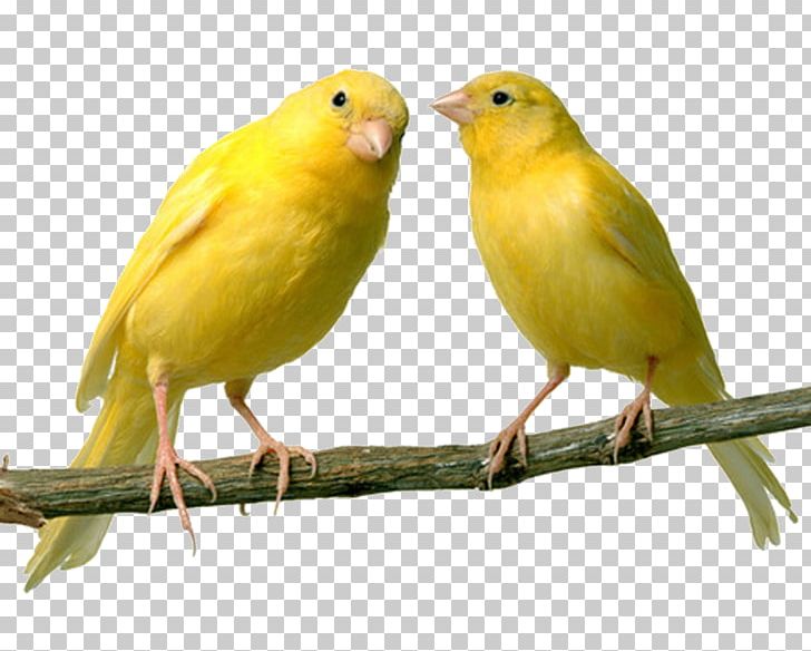 Domestic Canary Bird Finch Canary Islands Pet PNG, Clipart, Animals, Atlantic Canary, Beak, Bird, Bird Food Free PNG Download