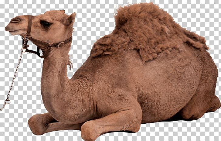 Dromedary Bactrian Camel PNG, Clipart, Animals, Arabian Camel, Arbol, Cachorro, Camel Free PNG Download