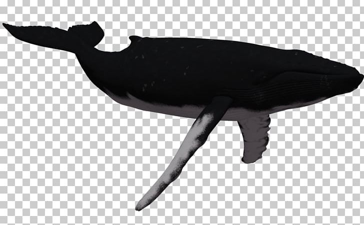 Humpback Whale Killer Whale PNG, Clipart, Beluga Whale, Black And White, Blue Whale, Bottlenose Dolphin, Drawing Free PNG Download
