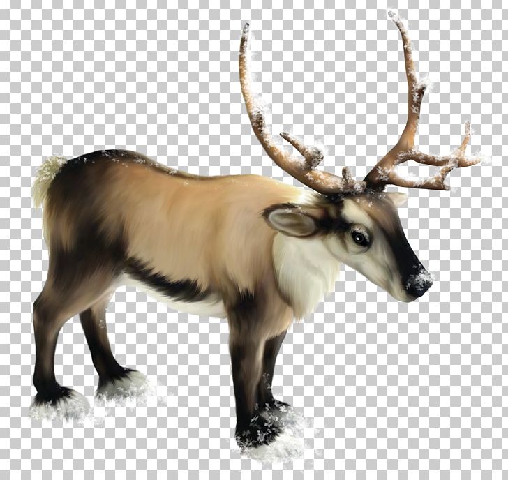 Reindeer PNG, Clipart, Animals, Antler, Christmas, Clip Art, Clipart Free PNG Download