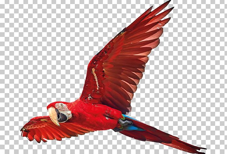Scarlet Macaw Bird Feather True Parrot PNG, Clipart, Animals, Beak, Bird, Common Pet Parakeet, Feather Free PNG Download