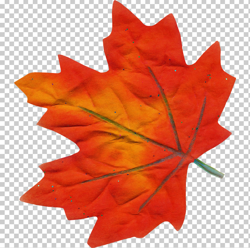 Maple Leaf PNG, Clipart, Black Maple, Deciduous, Leaf, Maple Leaf, Orange Free PNG Download