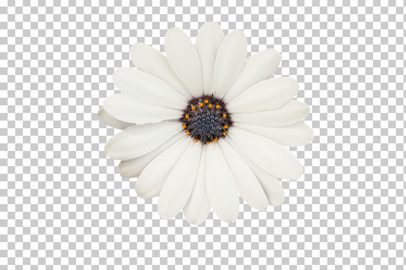 Oxeye Daisy Transvaal Daisy Black & White / M Petal PNG, Clipart, Black White M, Oxeye Daisy, Petal, Transvaal Daisy Free PNG Download
