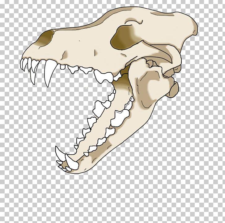 Gray Wolf Skull Drawing PNG, Clipart, Animal, Art, Bone, Coywolf, Dire Wolf Free PNG Download