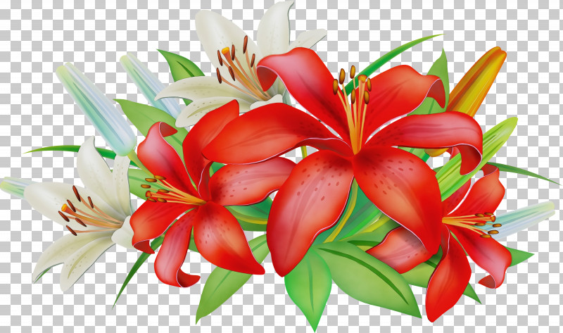 Flower Red Plant Petal Lily PNG, Clipart, Flower, Lily, Paint, Petal, Plant Free PNG Download