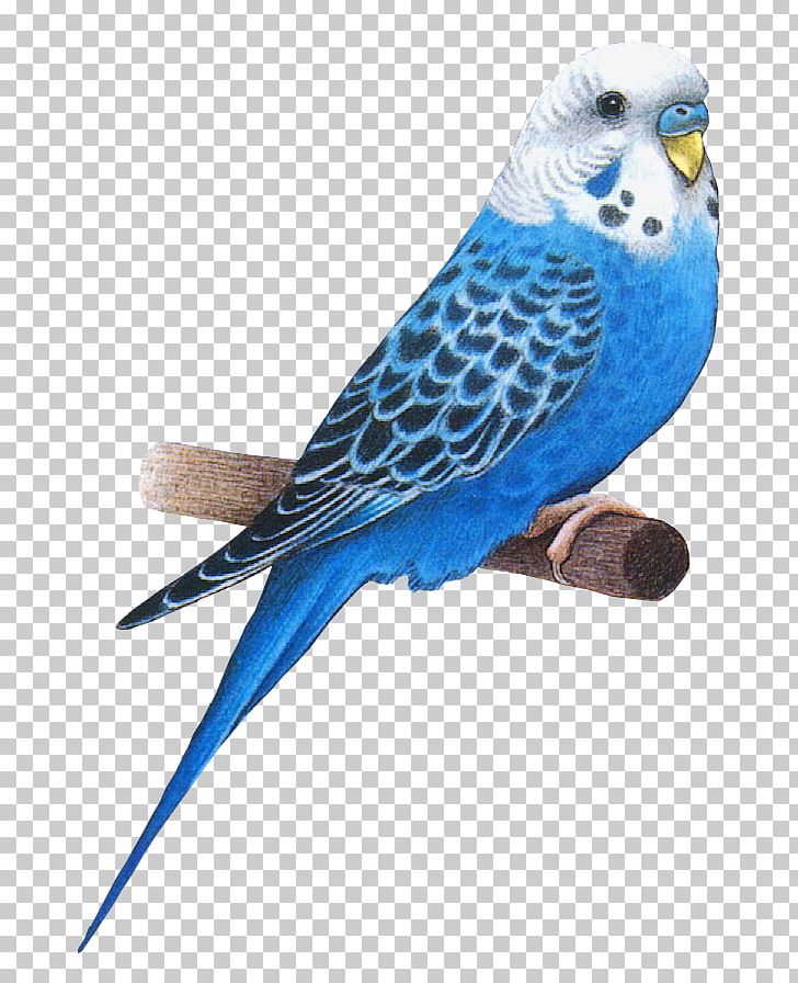 Bird Animation Parakeet Budgerigar PNG, Clipart, Animals, Animation, Beak, Bird, Blog Free PNG Download