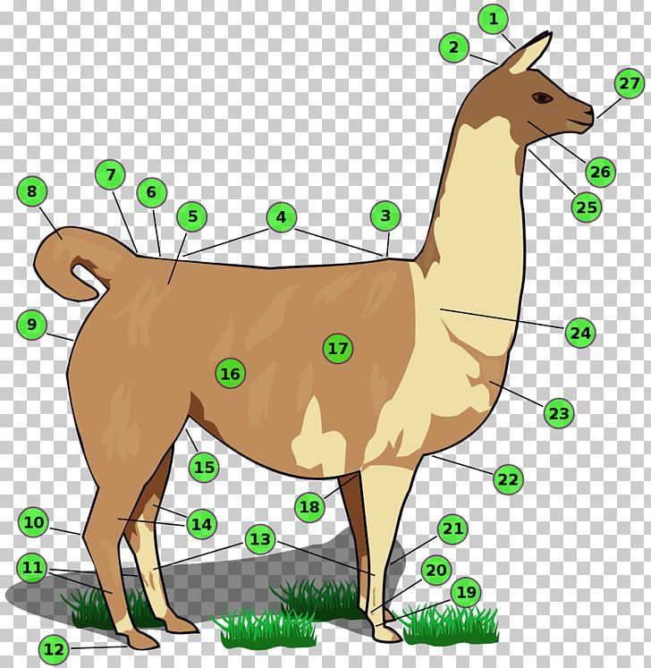 Llama Human Body Alpaca Shoulder Hock PNG, Clipart, Alpaca, Animal Figure, Camel Like Mammal, Cheek, Deer Free PNG Download