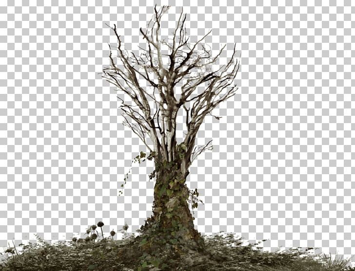Tree Snag Branch PNG, Clipart, Branch, Dead Branches, Download, Encapsulated Postscript, Houseplant Free PNG Download
