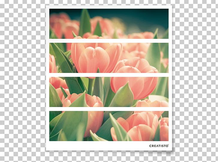 Tulip Floral Design Petal Closet Plant Stem PNG, Clipart, Closet, Door, Drawer, Floral Design, Floristry Free PNG Download