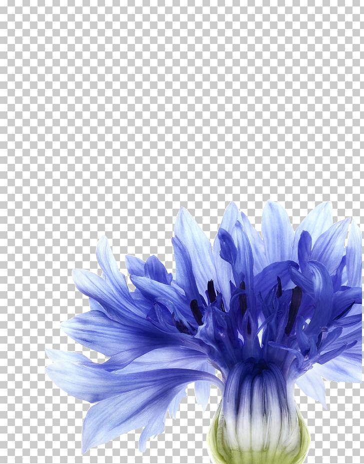 Cornflower Blue Cornflower Blue Watercolor Painting PNG, Clipart, Aster, Blue, Chicory, Chrysanths, Closeup Free PNG Download