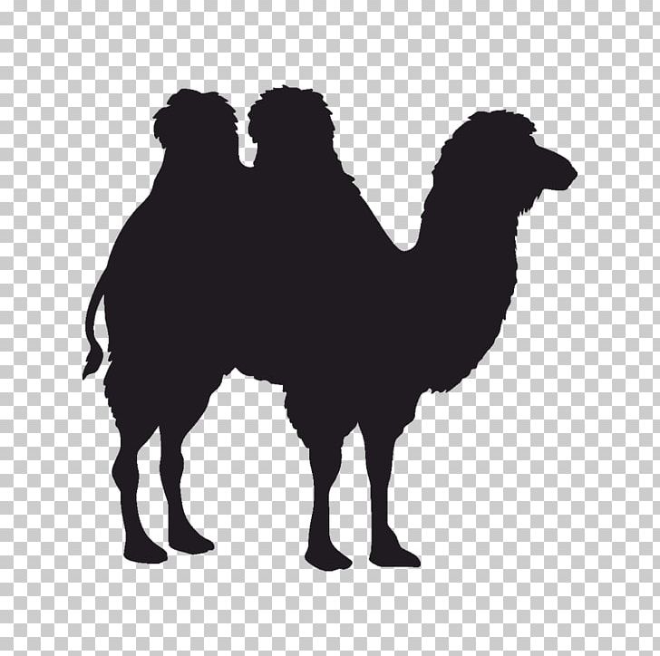 Dromedary Bactrian Camel PNG, Clipart, Arabian Camel, Bactrian Camel, Black And White, Camel, Camel Like Mammal Free PNG Download