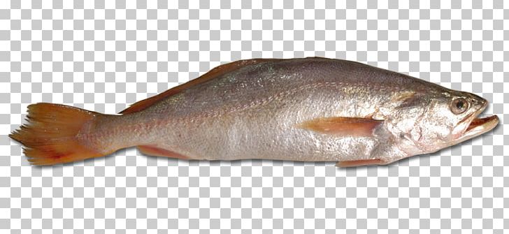 Fish Atlantic Croaker PNG, Clipart, 15 Cm, Animals, Animal Source Foods, Atlantic Croaker, Barramundi Free PNG Download