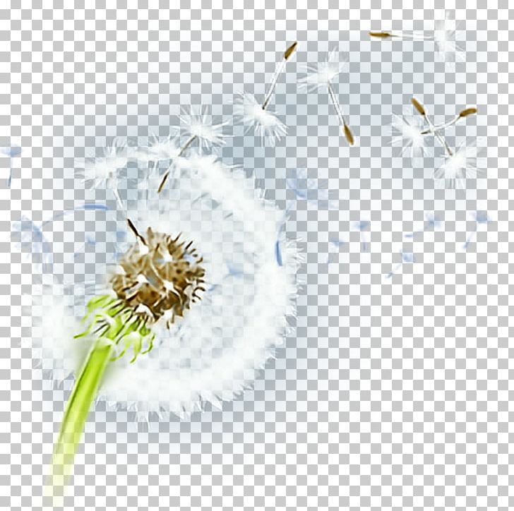 Flower Desktop Petal Pollen Plant PNG, Clipart, Closeup, Computer, Computer Wallpaper, Dandelion, Desktop Wallpaper Free PNG Download