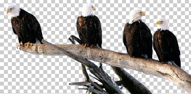 Bald Eagle Bird Of Prey Golden Eagle PNG, Clipart, Accipitriformes, Animal, Animals, Bald Eagle, Beak Free PNG Download