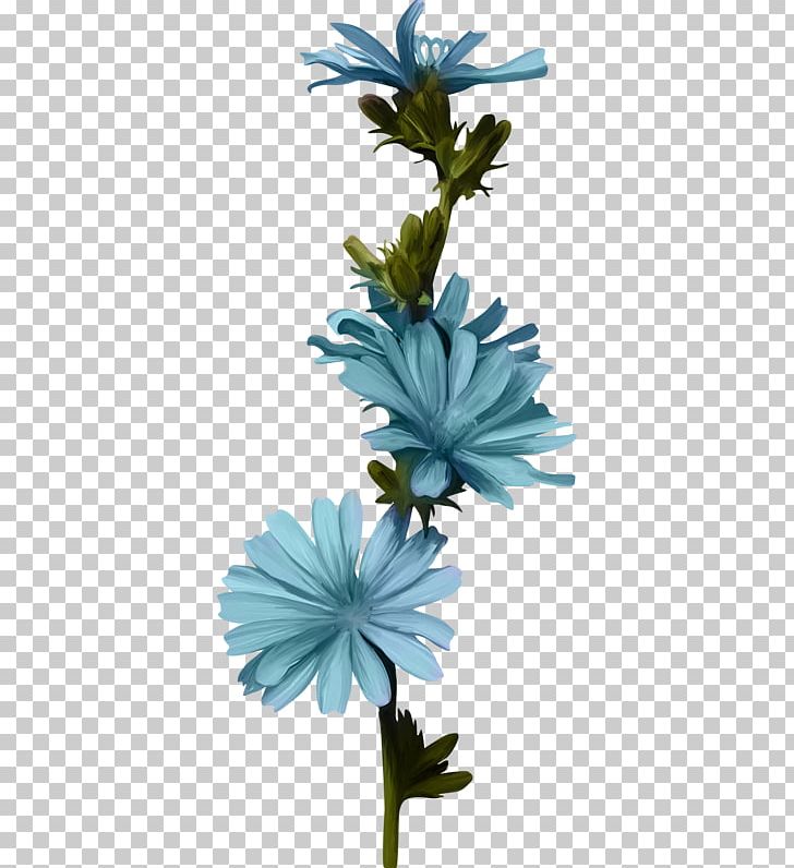 Cut Flowers Plant Stem Chicory Petal PNG, Clipart, Chicory, Cut Flowers, Daisy, Daisy Family, Flora Free PNG Download