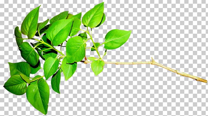 Leaf Green Plant LiveInternet PNG, Clipart, Blog, Branch, Cicekler, Digital Image, Green Free PNG Download
