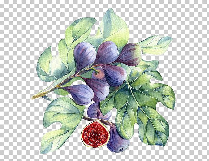 Watercolor Painting Common Fig PNG, Clipart, Art, Berries, Berry, Buckle, Calligraphy Free PNG Download