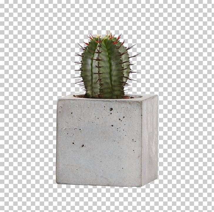 Citroën Cactus M Flowerpot PNG, Clipart, Aechmea Gamosepala, Cactus, Caryophyllales, Flowering Plant, Flowerpot Free PNG Download