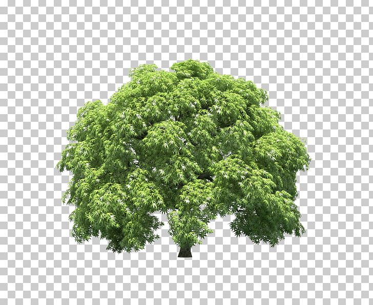 Parsley Branching Shrub PNG, Clipart, Branch, Branching, Herb, Leaf Vegetable, Others Free PNG Download