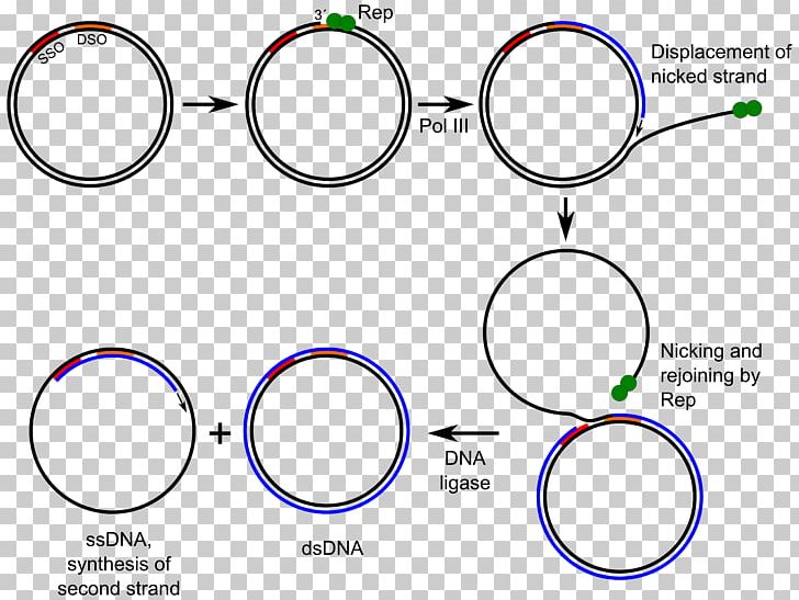 Rolling Circle Replication DNA Replication Plasmid Replicate PNG, Clipart, Angle, Area, Auto Part, Body Jewelry, Brand Free PNG Download