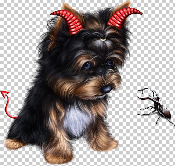 Yorkshire Terrier Australian Silky Terrier Australian Terrier Puppy Siberian Husky PNG, Clipart, Animals, Australian Silky Terrier, Australian Terrier, Carnivoran, Companion Dog Free PNG Download