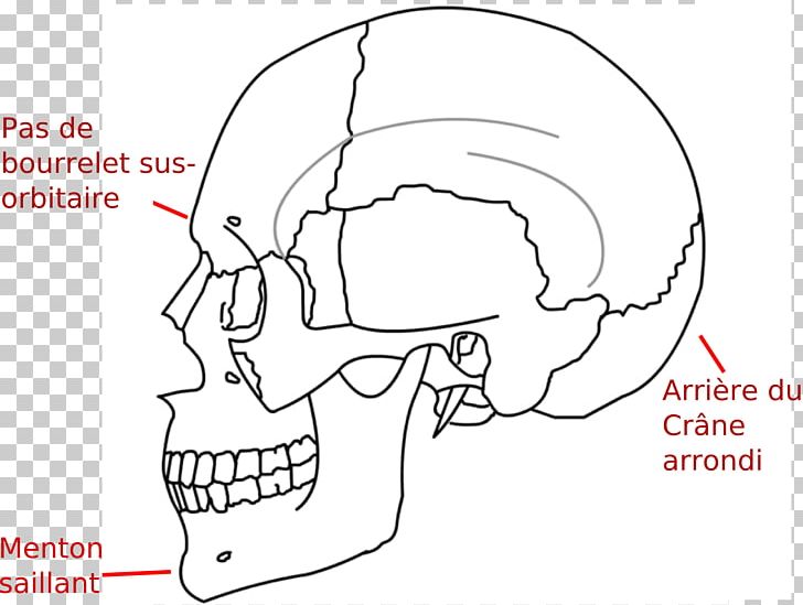 Ossification Temporal Muscle Sphenoid Bone Chin PNG, Clipart, Anatomy, Angle, Area, Black And White, Cartoon Free PNG Download