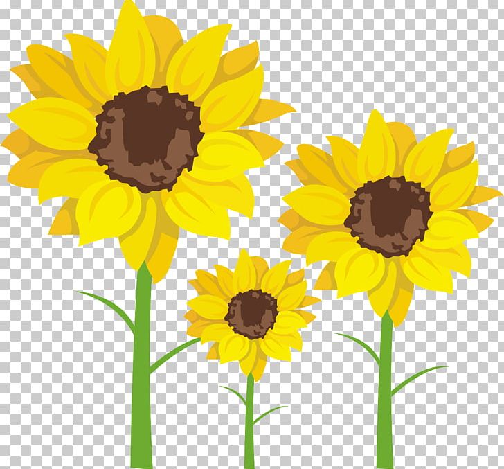 Common Sunflower Sunflower Seed PNG, Clipart, Copyright, Cut Flowers, Daisy Family, Download, Environmental Protection Free PNG Download