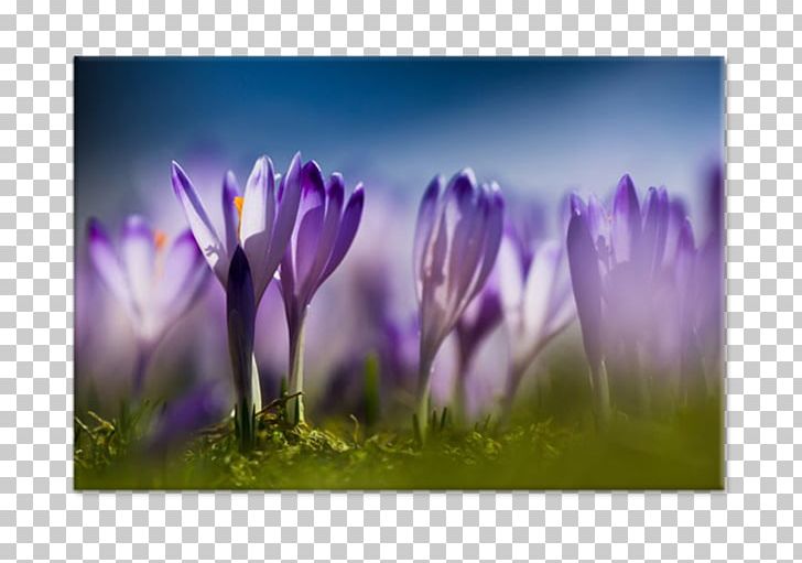 Crocus Desktop Flower Stock Photography PNG, Clipart, Bloom, Computer Wallpaper, Crocus, Desktop Wallpaper, Flora Free PNG Download