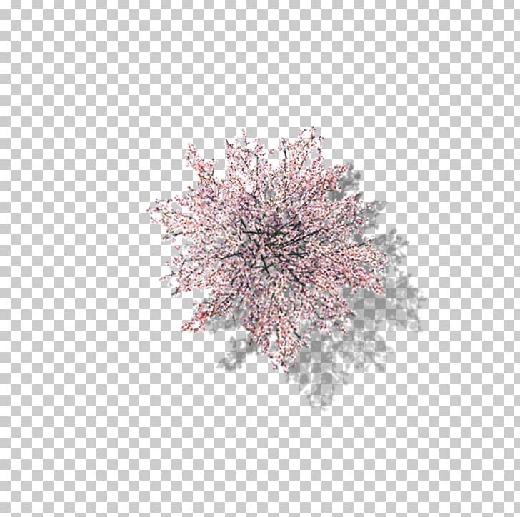 Tree Computer File PNG, Clipart, Camphor Tree, Cherry, Cherry Blossom, Cherry Tree, Computer File Free PNG Download